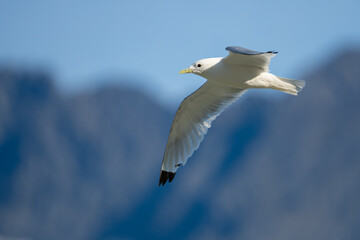 Fototapeta premium Mature Black-Legged Kittiwake in Flight with Mountain Backdrop in Alaska