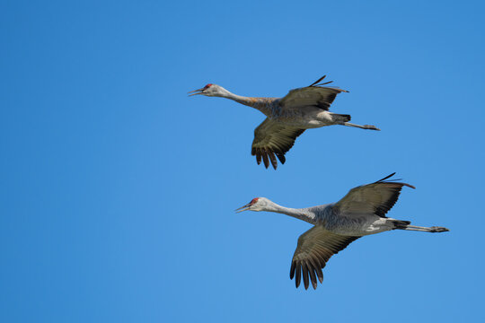 Sandhill Cranes Fly Over Anchorage Alaska Park