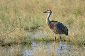 Fototapeta premium Sandhill Crane Walks Through Tidal Wetlands