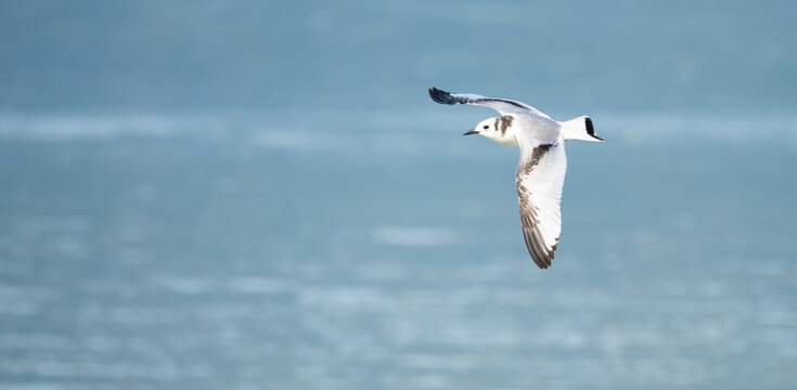 Immature Black-Legged Kittiwake in Flight with Mountain Backdrop  in Alaska