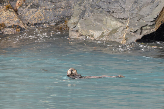 Sea Otter Relaxing and Feeding In Prince William Sound Alaska