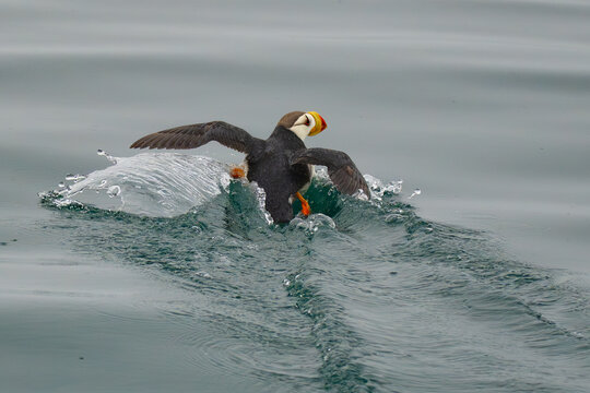 Horned Puffin Frolicking in Prince William Sound Alaska