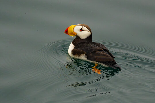 Horned Puffin Frolicking in Prince William Sound Alaska