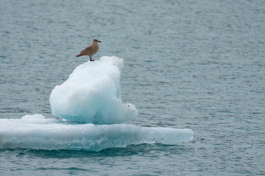 Gulls Rest on Calved Ice in Prince William Sound Alaska