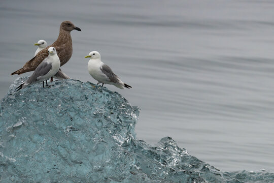 Gulls Rest on Calved Ice in Prince William Sound Alaska