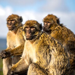 Three fuzzy monkeys with warm fur sit together, gazing towards the right in a soft, natural light
