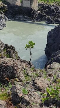 Small pine tree on the bank of Altai river Katun. On background Oroktoy bridge with tourists. Vertical slow motion video with zoon effect.