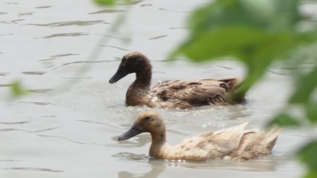 Khaki Campbell duck in open fram, are raised in an open system that allows them to roam and forage naturally.