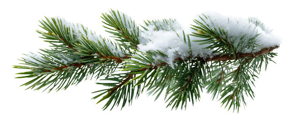 Obraz premium Snow-Covered Pine Tree Branch with Fresh Green Needles and White Frost
