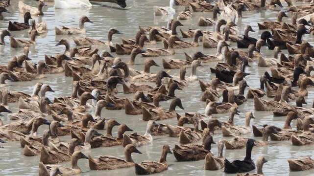 Khaki Campbell duck in open fram, are raised in an open system that allows them to roam and forage naturally.