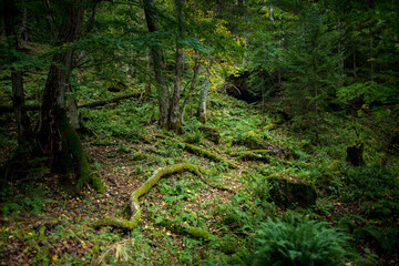 Fototapeta premium Sounkyo Trail in Hokkaido, Japan