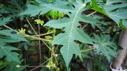 Papaya leaves are green and very cool
