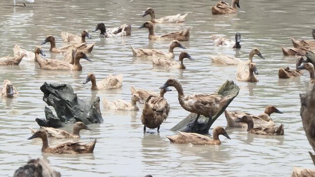 Khaki Campbell duck in open fram, are raised in an open system that allows them to roam and forage naturally.