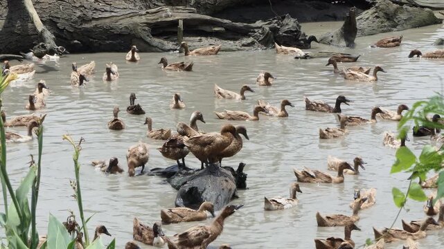 Khaki Campbell duck in open fram, are raised in an open system that allows them to roam and forage naturally.