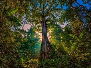 forest in the morning