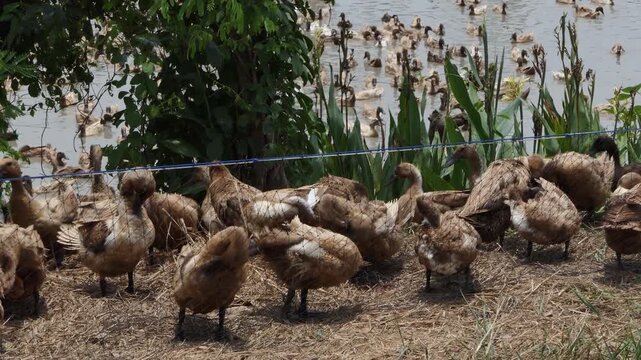 Khaki Campbell duck in open fram, are raised in an open system that allows them to roam and forage naturally.