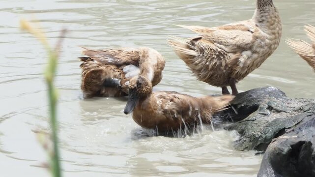 Khaki Campbell duck in open fram, are raised in an open system that allows them to roam and forage naturally.