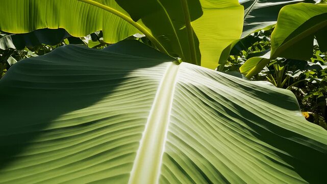 Close Up of Decaying Autumn Leaf on Ground in Golden Sunlight