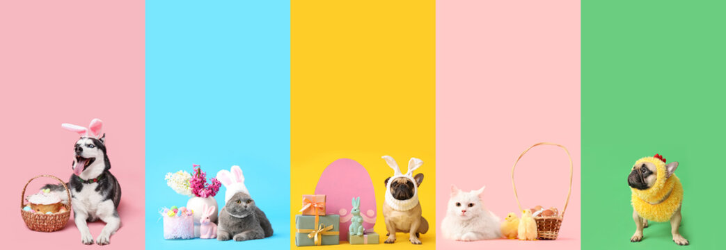 Set of funny cats and dogs with Easter decorations on color background