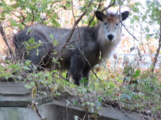 野生のニホンカモシカ