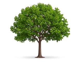 Obraz premium Tree with lush, green foliage. Vector illustration on white, casting soft shadow on the bottom left of its trunk