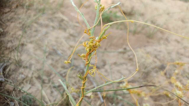 dodder (Cuscuta) wild parasitic plant, parasitic plant belonging to the genus Cuscuta, commonly known as dodder or amarbel
