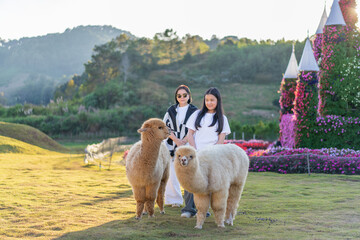 Asian child with family by mother or young kid girl funny playing two alpacas on nature grass or lawn field in valley mountain by backlight sunlight in alpaca sheep farm livestock on holiday travel