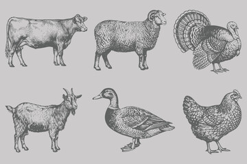 Vintage different animals set vector illustration. Hand drawing and engraving style Turkey, Chicken, Duck, Goat, Cow, Sheep. Eps 10 © SAGOR