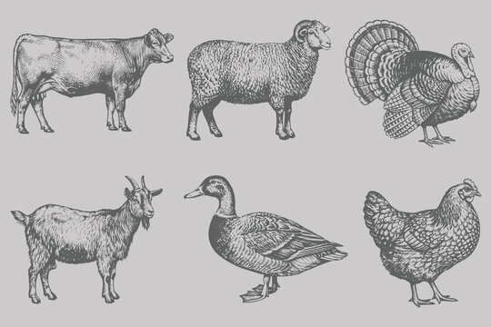 Vintage different animals set vector illustration. Hand drawing and engraving style Turkey, Chicken, Duck, Goat, Cow, Sheep. Eps 10