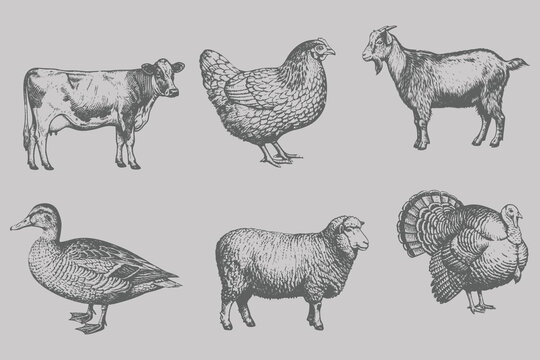 Trendy retro Chicken, Duck, Goat, Cow, Sheep, Turkey vector illustration.  drawing and engraving style animal set. Eps 10