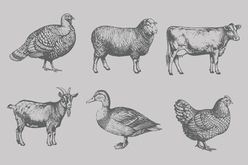 Fototapeta premium Duck, Goat, Cow, Sheep, Turkey, Chicken in halftone stipple style. Vintage engraving style animal set vector illustration. Eps 10