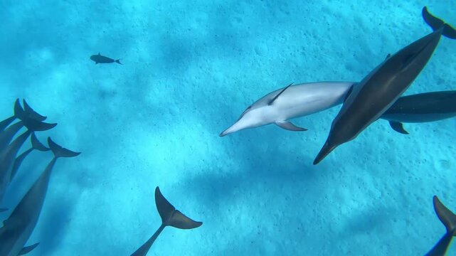 Frei lebende Delfin Familie. Wilde Delfine von oben gefilmt. Delfine Video Stock