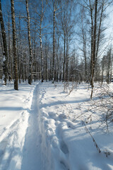 Fototapeta premium Sunlit winter passage lined with birch. Warm lowangle light creating long shadows, gentle gradient of blue sky to horizon, invitation for morning walk or outdoor wellness ritual
