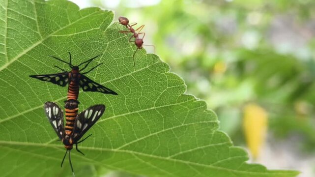video of a pair of insects mating and being disturbed by a red ant on a leaf swaying in the wind