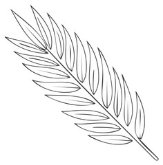 Obraz premium Elegant black and white outline of a palm frond with delicate leaves