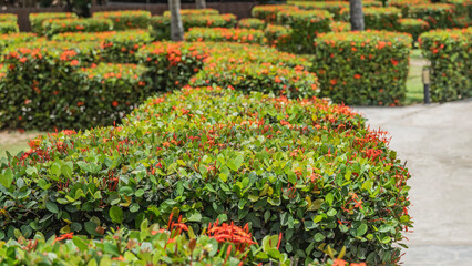 Decorative hedge. Trimmed bushes with bright orange flowers and green leaves. A tropical park. Cuba. Varadero.