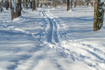 Obraz premium Mountain skiing adventure, Scenic winter landscape featuring ski tracks and trees, Serene winter scene showcasing distinct ski patterns among sparse forest and fresh snow