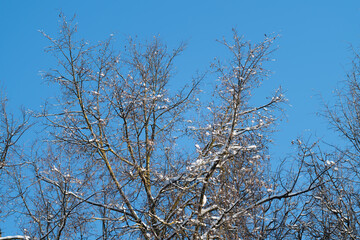 Fototapeta premium Branches adorned with snow and seed pods, Snowcovered treetops with seeds and clear winter sky, Delicate seed pods cling to snowdusted branches beneath bright blue winter sky