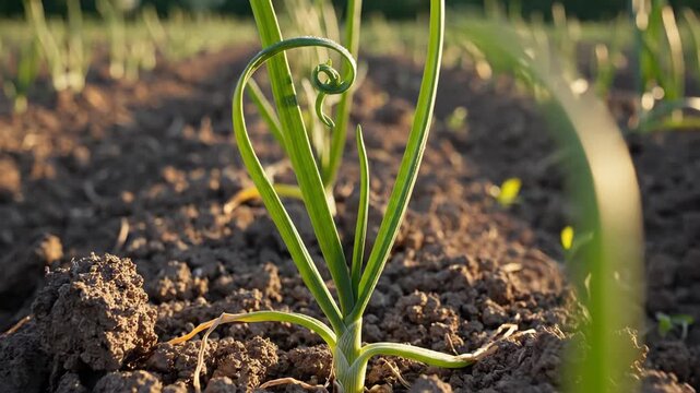 Rows of young green garlic plants in a field soil visible one plant has a distinctive coiled scape