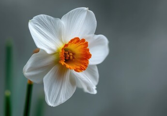 Fototapeta premium Close up of White Daffodil Flower with Orange Center and Green Stem Against Gray Background