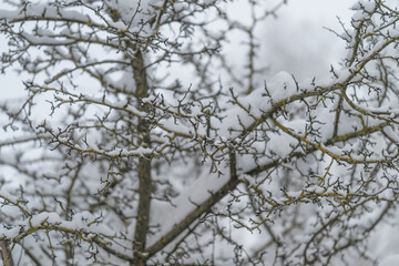 Quiet orchard bathed in dawn frost, Silent trees shimmer with frost as morning light gently spreads, Frostcovered trees glow softly amidst silent orchard at break of dawn