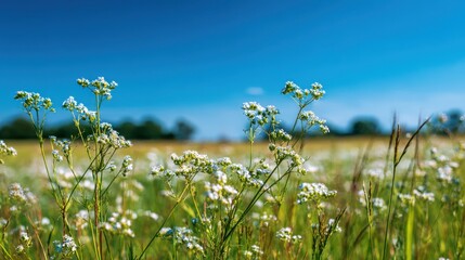 Close Up Of White Wildflowers Blooming In A Sunlit Meadow Under A Clear Blue Sky