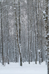 Fototapeta premium Peaceful winter landscape with snowcovered birch trees, Tranquil winter ambiance showcasing dense snowy birch trees against overcast sky background for relaxation and meditation