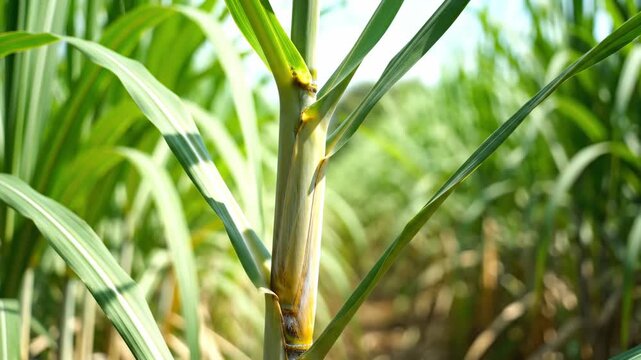Sugarcane stalks are surrounded by long green leaves in an outdoor field setting