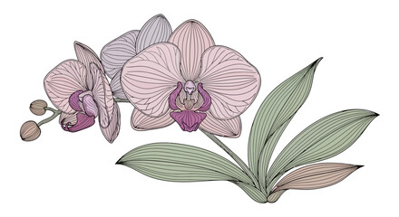 Fototapeta premium Elegant Hand Drawn Pink Orchid Flower Illustration with Green Leaves for Botanical Art and Floral Decorative Design Projects