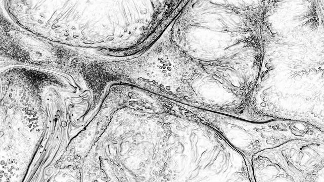 Soft ink clouds bloom and fade, forming elegant monochrome shapes in continuous flowing motion.