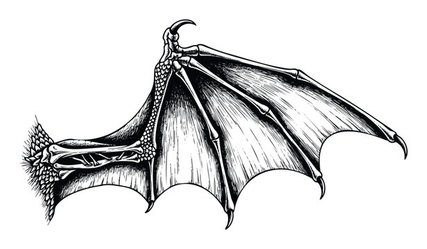 Detailed black and white engraving of a mythological bat wing or dragon wing with visible bone structure and scales, perfect for gothic fantasy themes, book covers, or historical game assets