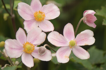 Obraz premium Three Light Pink Anemone Flowers and Buds in Late Summer Garden. Anemone tomentosa Robustissima. Japanese anemone. Anemone hupehensis