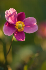 Fototapeta premium Bright Pink Anemone Flower in Full Bloom in Autumn Garden. Anemone tomentosa Robustissima. Japanese anemone. Anemone hupehensis