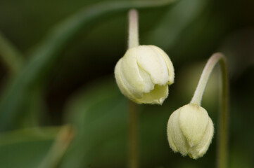 Fototapeta premium Two Anemone Flower Buds in Full Bloom in Spring Garden. Anemone sylvestris
